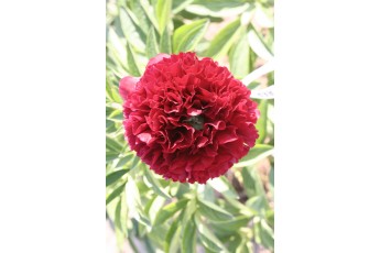 RED GRACE
